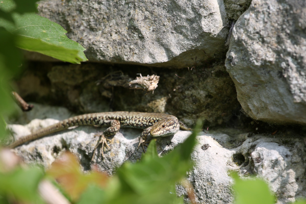 Le lézard des murailles (Podarcis muralis) est un hôte commun des vieux murs © Nicolas Macaire / LPO